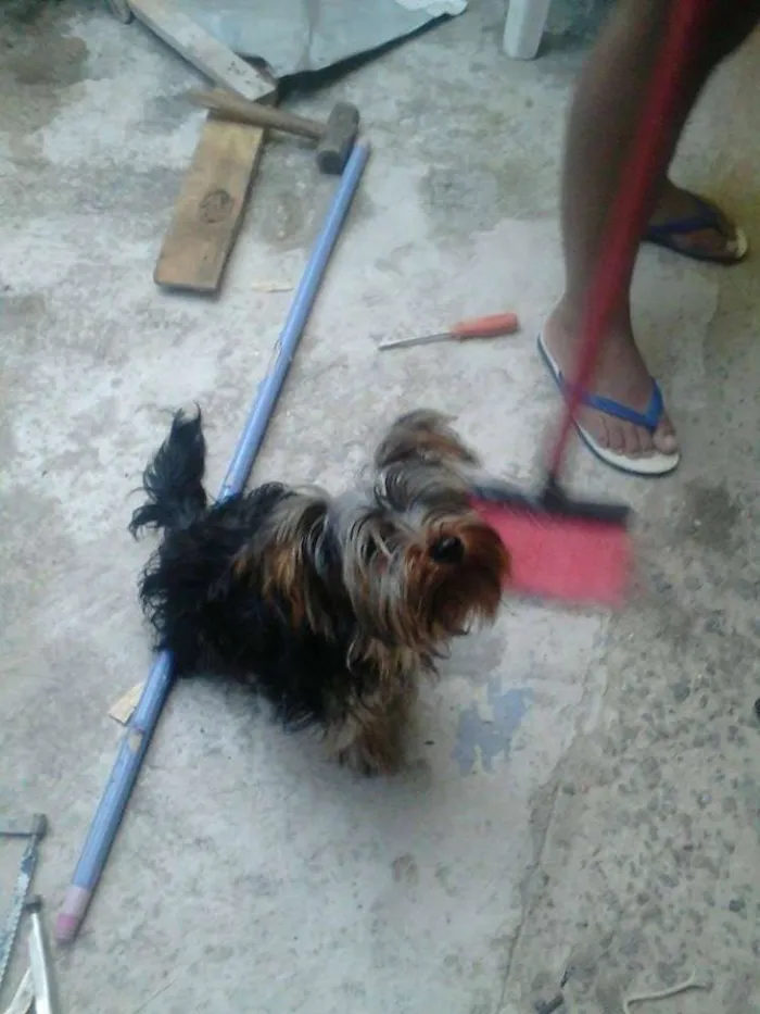 Cachorro ra a Yorkshire idade 7 a 11 meses nome luck