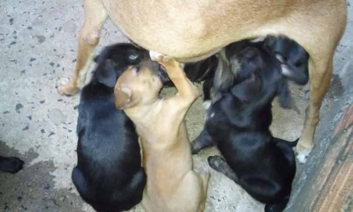 Cachorro ra a mestiço bullterrier idade Abaixo de 2 meses nome mel