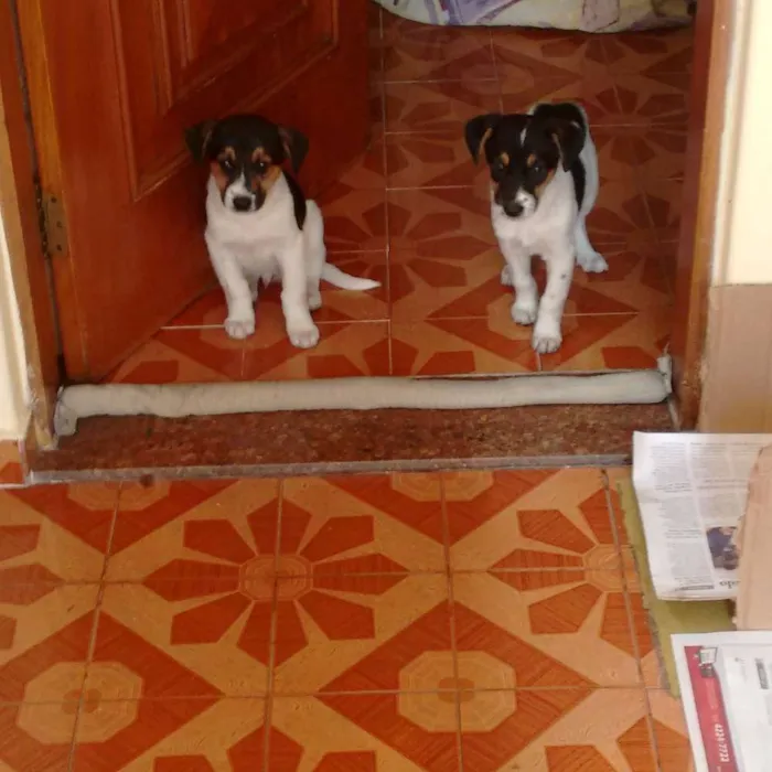 Cachorro ra a Srd idade Abaixo de 2 meses nome Não tem