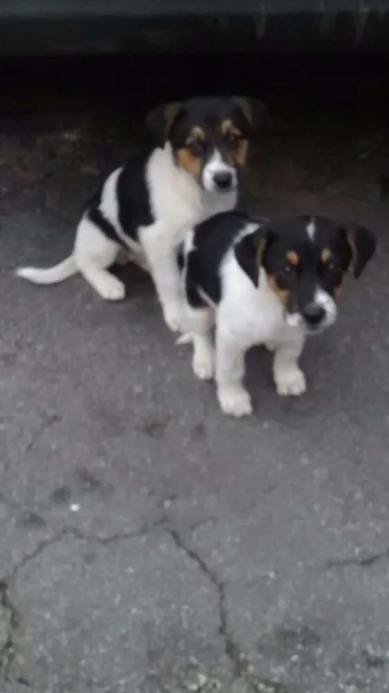 Cachorro ra a Srd idade Abaixo de 2 meses nome Não tem