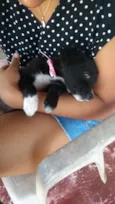 lily