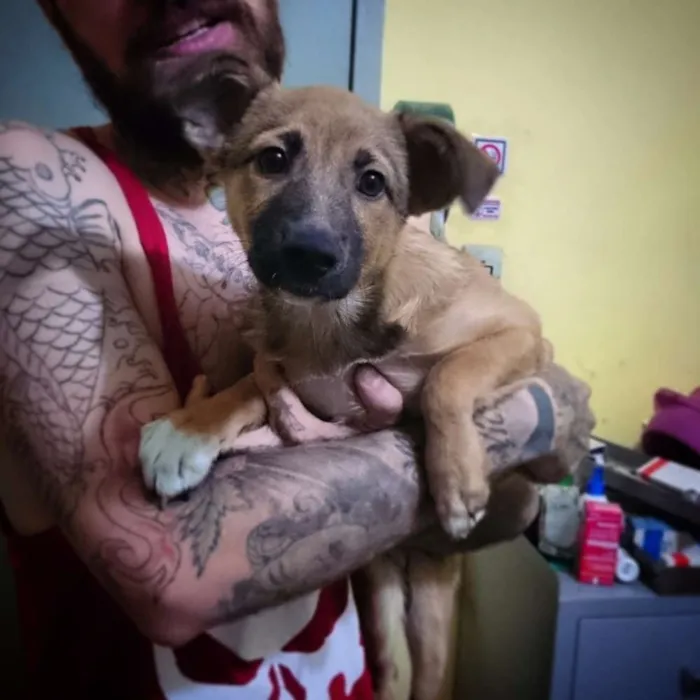 Cachorro ra a Srd idade 2 a 6 meses nome Peludinha, 4 meses