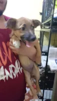 Peludinha, 4 meses