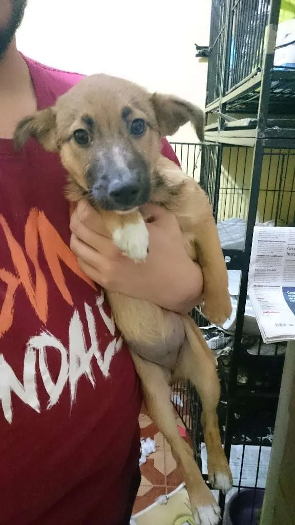 Cachorro ra a Srd idade 2 a 6 meses nome Peludinha, 4 meses