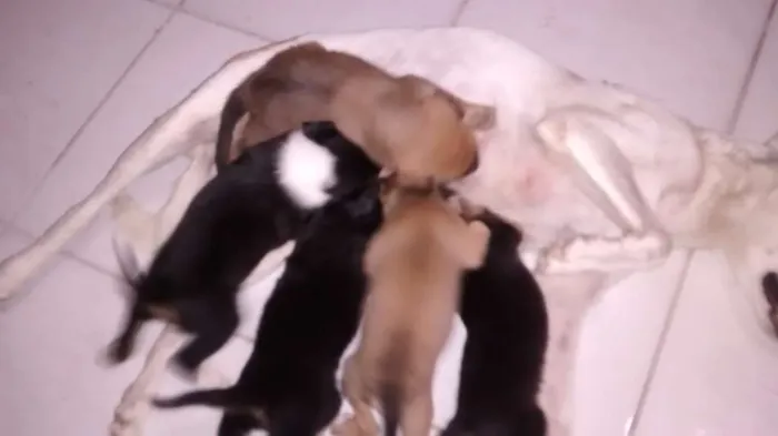 Cachorro ra a Nao definida idade Abaixo de 2 meses nome Filhotes