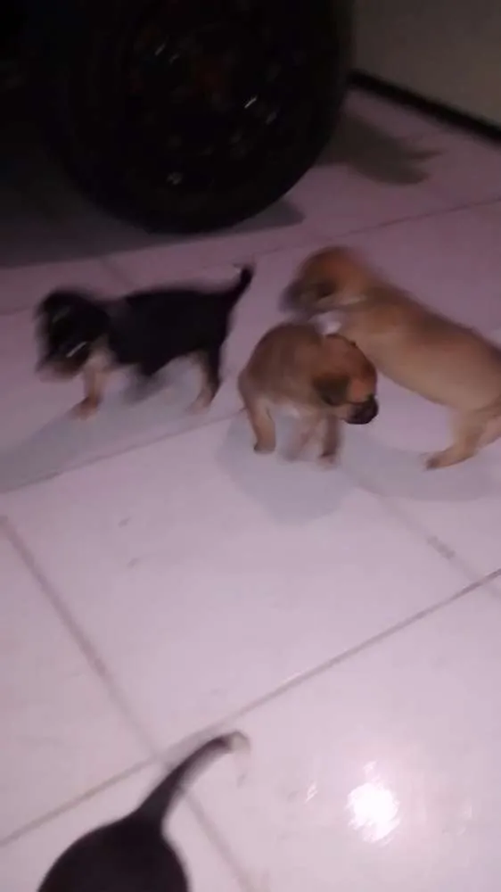 Cachorro ra a Nao definida idade Abaixo de 2 meses nome Filhotes