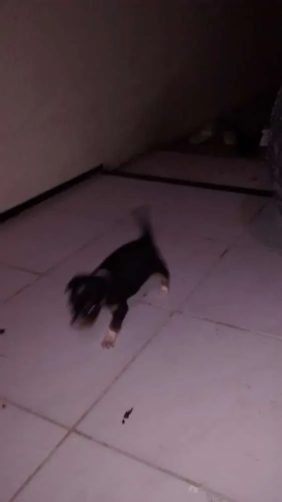 Cachorro ra a Nao definida idade Abaixo de 2 meses nome Filhotes