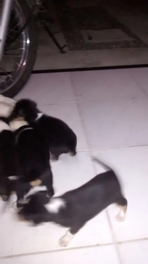 Cachorro ra a Nao definida idade Abaixo de 2 meses nome Filhotes