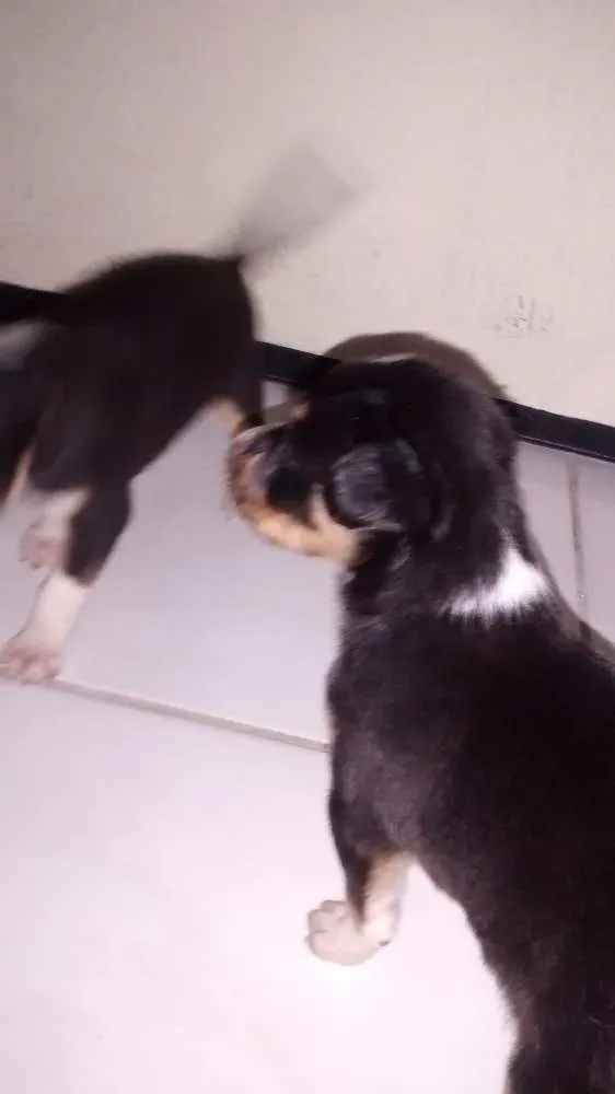 Cachorro ra a Nao definida idade Abaixo de 2 meses nome Filhotes