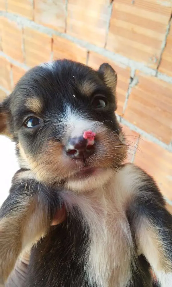 Cachorro ra a Nao definida idade Abaixo de 2 meses nome Filhotes
