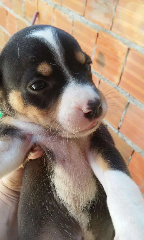 Cachorro ra a Nao definida idade Abaixo de 2 meses nome Filhotes