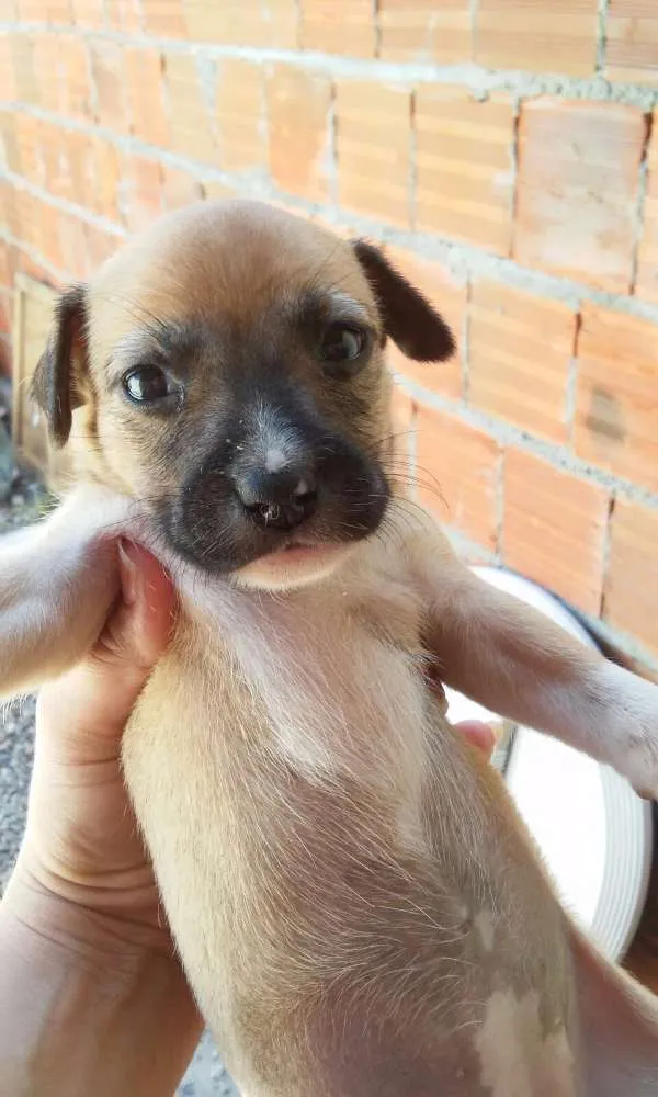 Cachorro ra a Nao definida idade Abaixo de 2 meses nome Filhotes