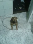 Scooby