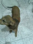 Scooby