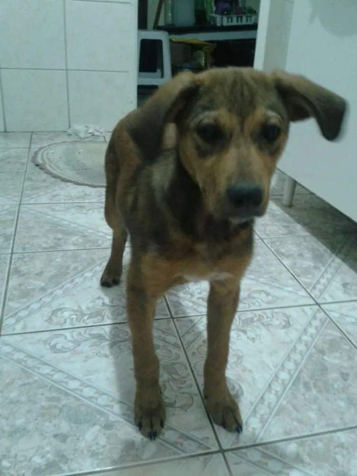 Gato ra a Indefinida idade 2 a 6 meses nome Scooby