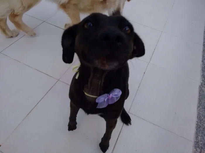 Cachorro raça indefinida idade 1 ano nome PRETINHA