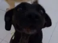 PRETINHA