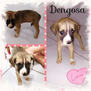 Cachorro raça SRD idade Abaixo de 2 meses nome Desngosa