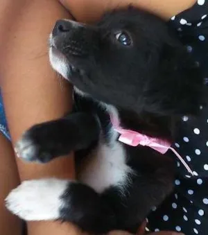 Cachorro raça Srd sem raça definida idade 2 a 6 meses nome lily