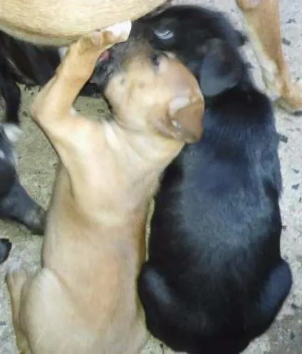 Cachorro ra a mestiço bullterrier idade Abaixo de 2 meses nome mel