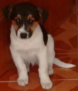 Cachorro ra a Srd idade Abaixo de 2 meses nome Não tem