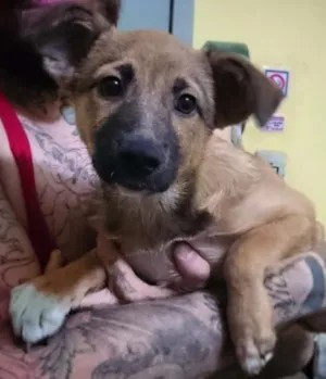 Cachorro raça Srd idade 2 a 6 meses nome Peludinha, 4 meses