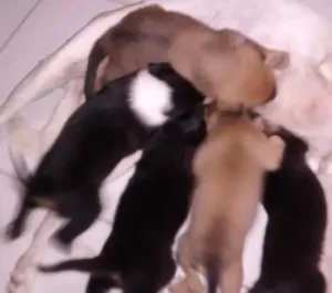 Cachorro raça Nao definida idade Abaixo de 2 meses nome Filhotes