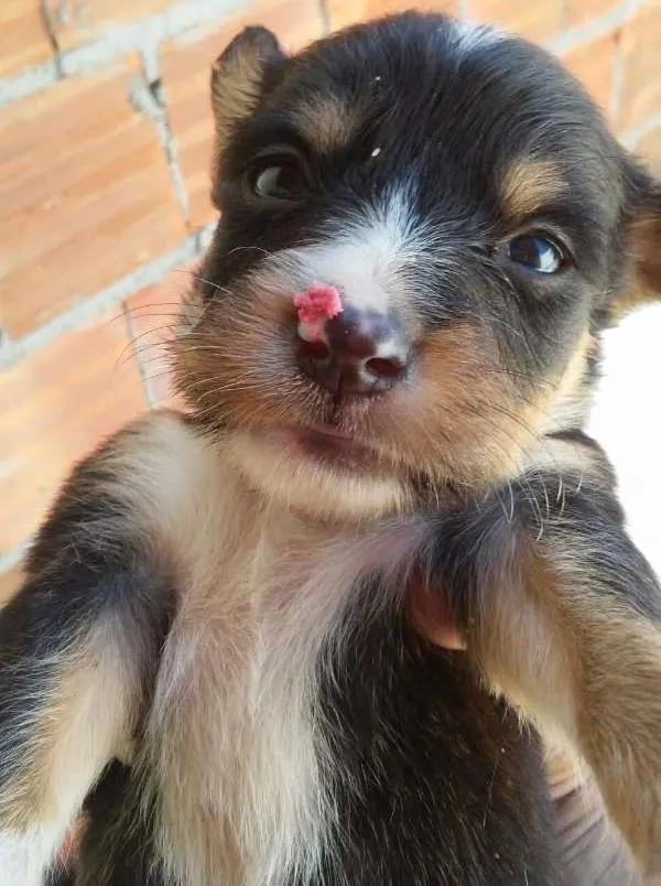 Cachorro ra a Nao definida idade Abaixo de 2 meses nome Filhotes