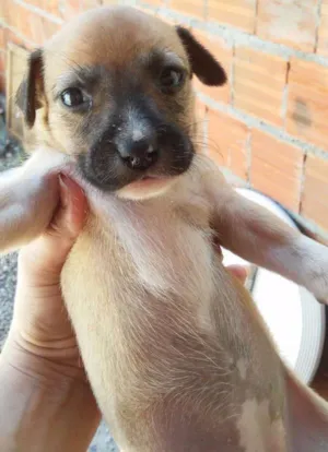 Cachorro raça Nao definida idade Abaixo de 2 meses nome Filhotes