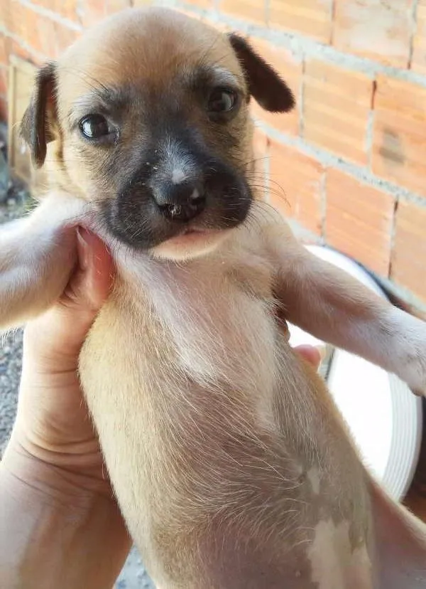Cachorro ra a Nao definida idade Abaixo de 2 meses nome Filhotes