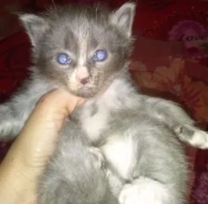 Gato raça Vira lata idade Abaixo de 2 meses nome São filhotes sem nomes