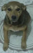 Scooby
