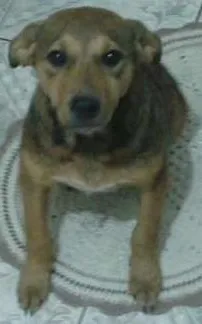 Gato raça Indefinida idade 2 a 6 meses nome Scooby