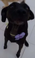 PRETINHA