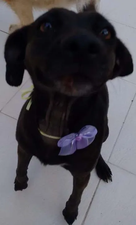 Cachorro raça indefinida idade 1 ano nome PRETINHA