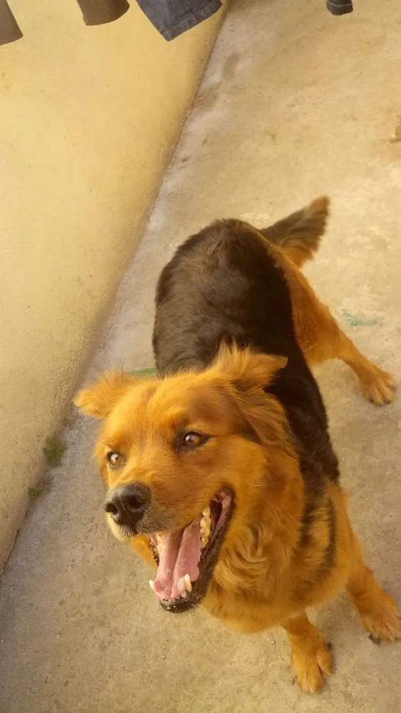 Cachorro ra a Rottweiler e pator alemao idade 6 ou mais anos nome bel