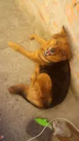 bel