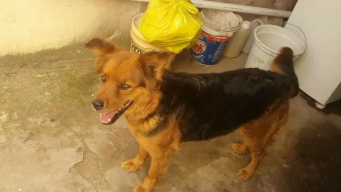 Cachorro ra a Rottweiler e pator alemao idade 6 ou mais anos nome bel