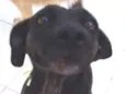 PRETINHA