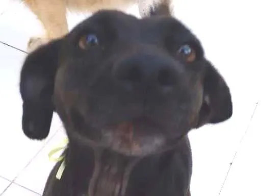 Cachorro raça indefinida idade 1 ano nome PRETINHA
