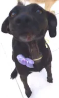 PRETINHA