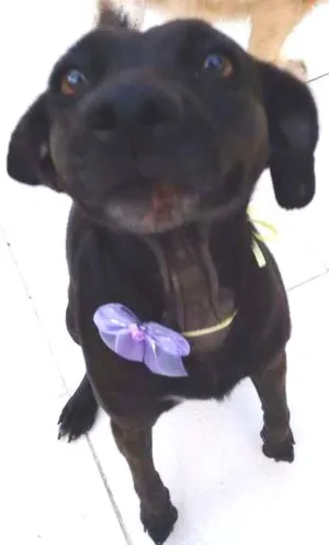 Cachorro raça indefinida idade 1 ano nome PRETINHA