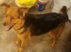Cachorro raça Rottweiler e pator alemao idade 6 ou mais anos nome bel