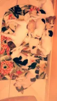 Pingo