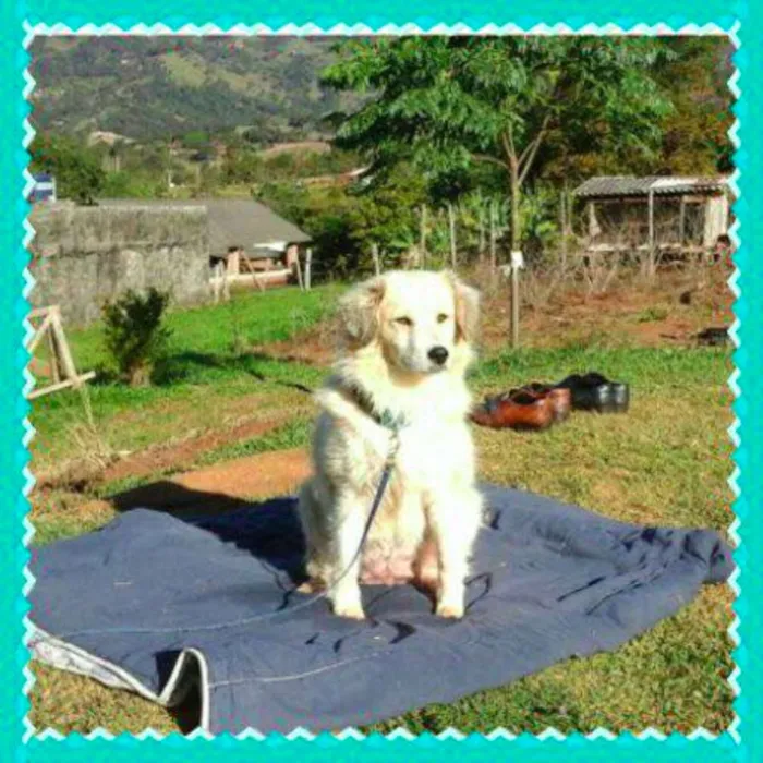 Cachorro ra a unica idade 2 anos nome Jade