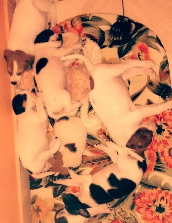 Cachorro ra a Mentico idade Abaixo de 2 meses nome Pingo