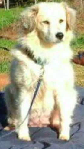 Cachorro ra a unica idade 2 anos nome Jade