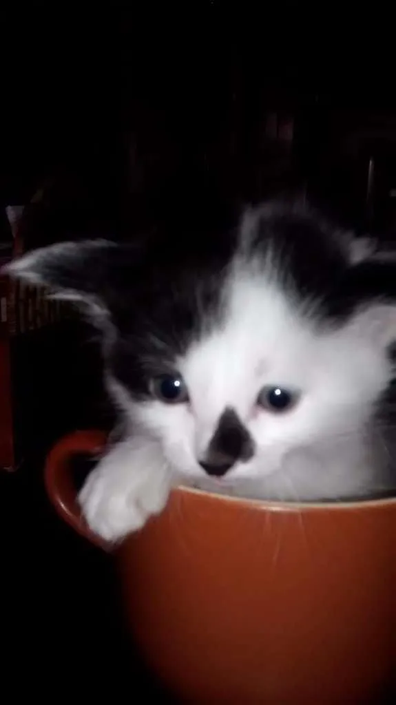 Gato ra a comum idade Abaixo de 2 meses nome sem nome