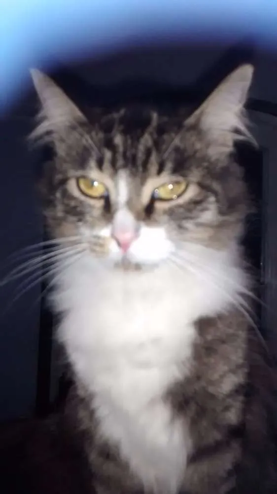 Gato ra a comum idade Abaixo de 2 meses nome sem nome