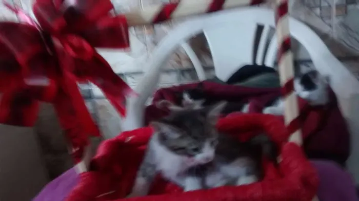 Gato ra a comum idade Abaixo de 2 meses nome sem nome